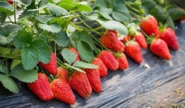 草莓农药爆料视频下载免费,免费视频揭露惊人内幕